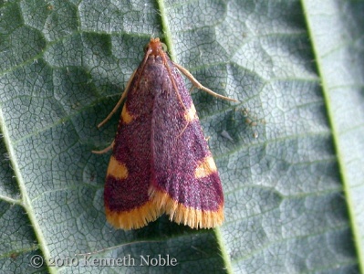 Hypsopygia costalis (gold triangle) Kenneth Noble